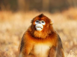 Ini Monyet Paling Pesek Dunia, Kalau Hujan Pasti Bersin