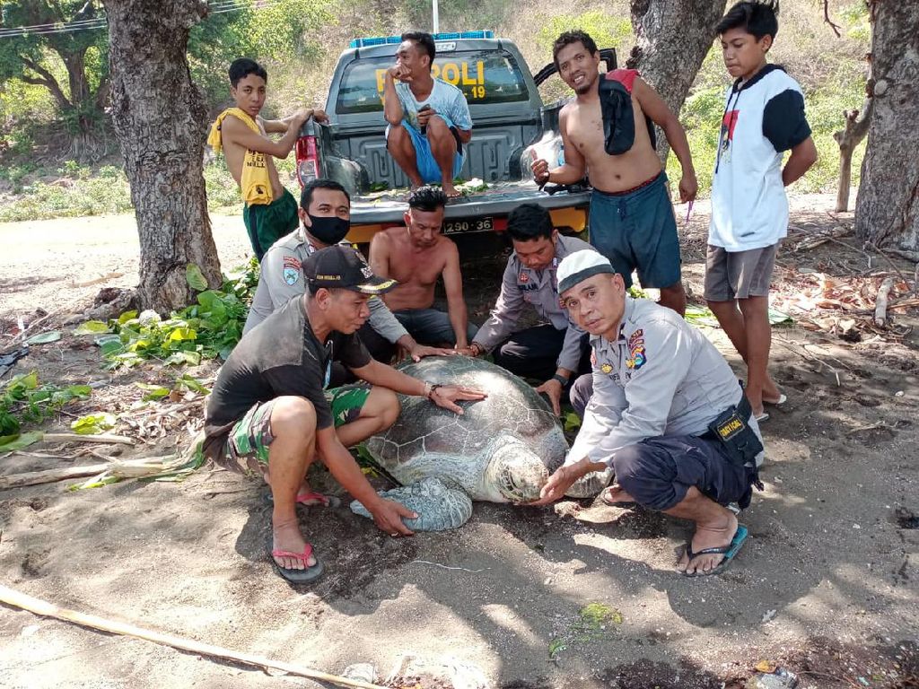 Kapolsubsektor Soromandi Selamatkan Penyu Seberat 500 Kg di Desa Sai