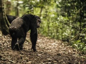 Pulihkan Pariwisata, Rwanda Akan Buka Cagar Biosfer UNESCO Terbaru Pulihkan Pariwisata, Rwanda Akan Buka Cagar Biosfer UNESCO Terbaru