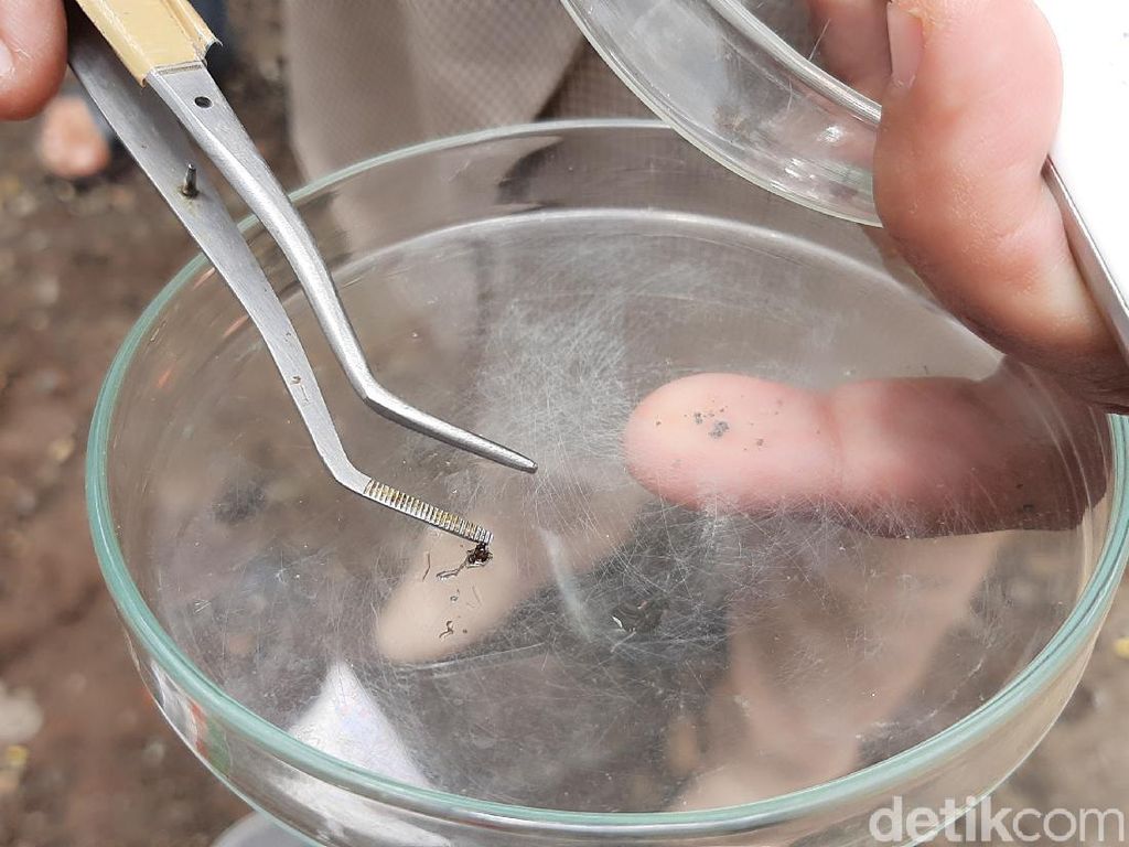 Entomolog Akhirnya Identifikasi Jenis Miliaran Semut yang Teror Banyumas