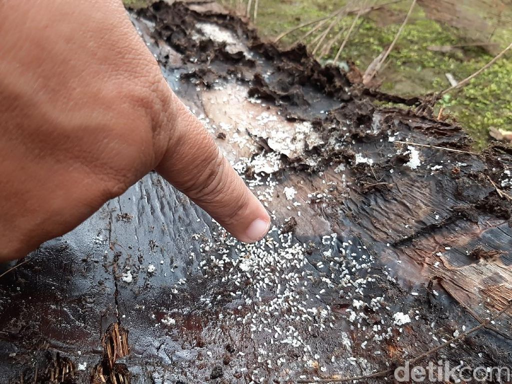 Spesies Semut yang Teror Warga Banyumas dari Luar Jawa? Ini Kata Entomolog Spesies Semut yang Teror Warga Banyumas dari Luar Jawa? Ini Kata Entomolog