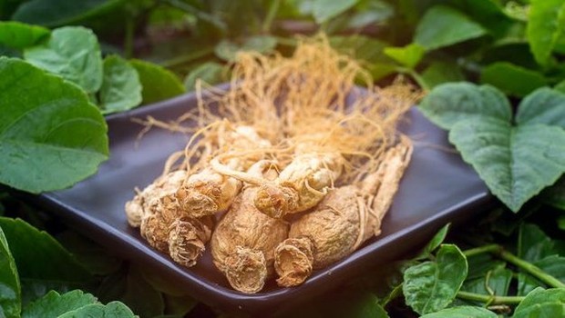 www.beautynesia.id/ Mengonsumsi ginseng Korea dua kali sehari selama delapan minggu mampu menurunkan berat badan serta perubahan komposisi mikrobiota usus.