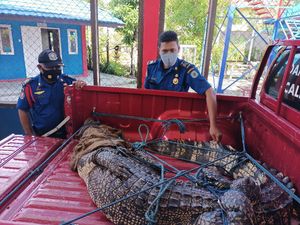 Terjepit Pagar, Buaya 3 Meter Diselamatkan 15 Satpam Perusahaan di Kaltim