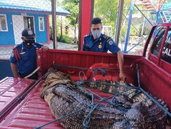 Terjepit Pagar, Buaya 3 Meter Diselamatkan 15 Satpam Perusahaan di Kaltim