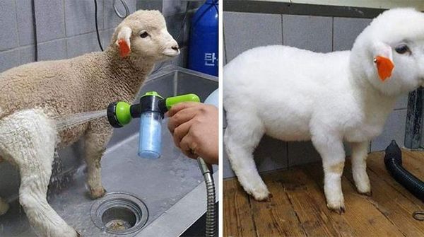 Buat yang Suka Bersih, 10 Foto Ini Satisfying Banget!