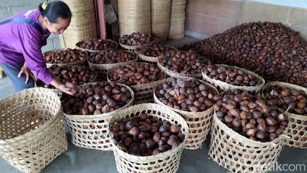 Gara-gara Corona, Petani Magelang Sulit Ekspor Salak