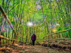 Bukit Mbah Garut, Tempat Influencer Bikin Konten Tipu-tipu Hilang di Hutan