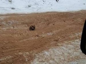 Jalur Kematian: Tulang Belulang Manusia Berserakan di Jalanan, Polisi Turun Tangan