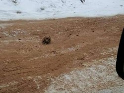 Jalur Kematian: Tulang Belulang Manusia Berserakan di Jalanan, Polisi Turun Tangan