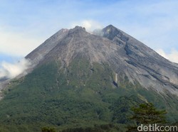 Cari Macan di Gunung Merapi, TNGM Pasang Puluhan Kamera