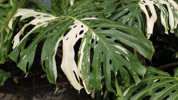 A large Rare Tropical white Variegated Monstera Deliciosa 