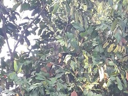 Monyet Masuk Permukiman di Lereng Merapi Magelang, Ini Kata TNGM