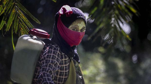 A female worker walks with a pesticide sprayer on her back at a palm oil plantation in Sumatra, Indonesia, Saturday, Sept. 8, 2018. Some workers use a yellow paste made of rice powder and a local root as a sunblock. (AP Photo/Binsar Bakkara)