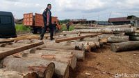 Foto: Ratusan Kayu Ilegal Diamankan di Kampar Riau