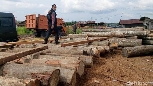 Foto: Ratusan Kayu Ilegal Diamankan di Kampar Riau
