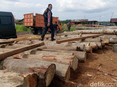 Foto: Ratusan Kayu Ilegal Diamankan di Kampar Riau