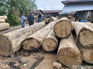 KLHK Tangkap Pelaku Kasus Pembalakan Liar di TN Bukit Tigapuluh KLHK Tangkap Pelaku Kasus Pembalakan Liar di TN Bukit Tigapuluh