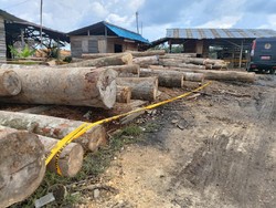 Razia Sawmill di Kampar Riau, KLHK-Polisi Sita Ratusan Kayu Ilegal