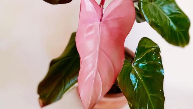 Jenis tanaman hias Philodendron