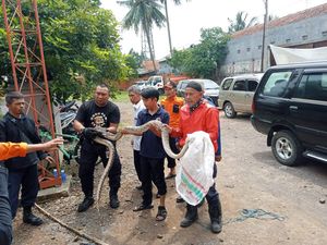 Ular Sanca Ngumpet di Gorong-gorong Kantor BPBD Cianjur