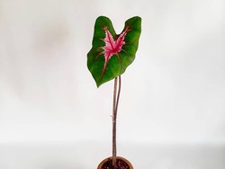 5 Cara Merawat Tanaman Keladi Agar Subur dan Batangnya Kokoh