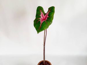 5 Cara Merawat Tanaman Keladi Agar Subur dan Batangnya Kokoh 5 Cara Merawat Tanaman Keladi Agar Subur dan Batangnya Kokoh