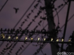 Kenapa Burung Tidak Kesetrum Saat Bertengger di Kabel Listrik