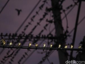 Kenapa Burung Tidak Kesetrum Saat Bertengger di Kabel Listrik Kenapa Burung Tidak Kesetrum Saat Bertengger di Kabel Listrik