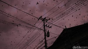Fenomena Migrasi Ribuan Burung di Yogyakarta