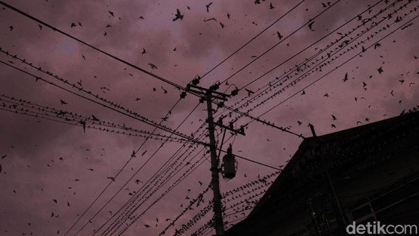 Fenomena Migrasi Ribuan Burung di Yogyakarta