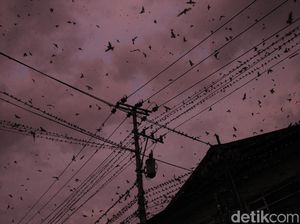 Fenomena Migrasi Ribuan Burung di Yogyakarta
