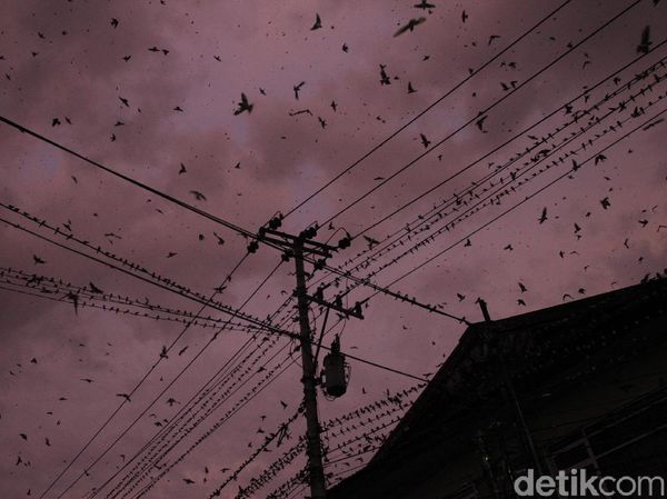 Fenomena Migrasi Ribuan Burung di Yogyakarta