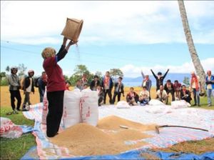Food Estate Pulang Pisau Siap Panen, Kementan: Bisa 6,4 Ton/Hektare