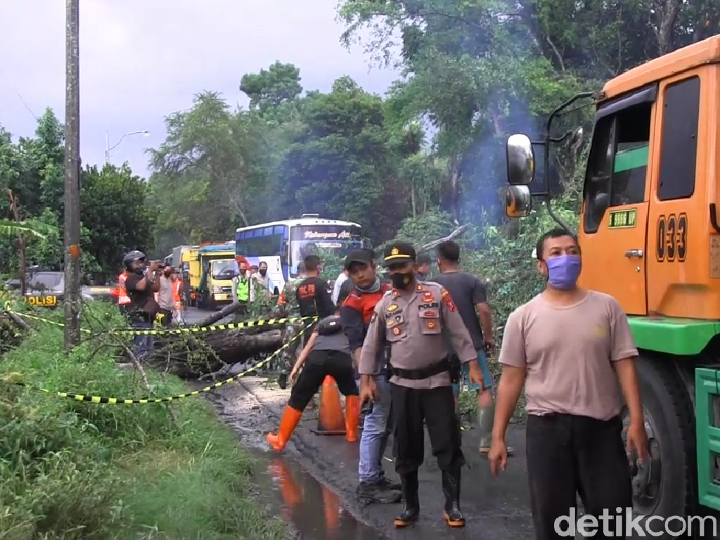 Pohon Tumbang Diterjang Angin Kencang, Jalur Lumajang-Surabaya Sempat Lumpuh Pohon Tumbang Diterjang Angin Kencang, Jalur Lumajang-Surabaya Sempat Lumpuh