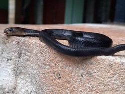 Waspada Musim Telur Ular Menetas, Warga Ciputat Temukan Anak Kobra di Dapur