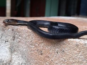 Ngeri! Rumah Kosong di Depok Jadi Sarang Puluhan Ular Kobra Ngeri! Rumah Kosong di Depok Jadi Sarang Puluhan Ular Kobra