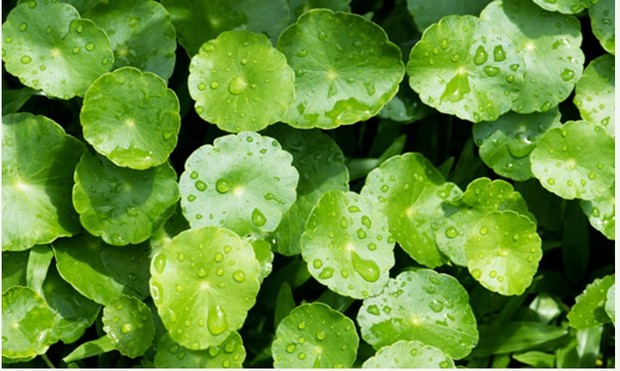 Iunik Centella Calming Gel Cream/Sumber: www.iunikcos.com