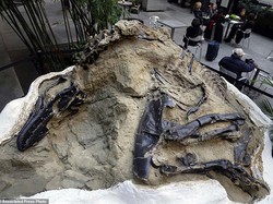 Fosil Super Langka Abadikan Duel Maut T-Rex dan Triceratops