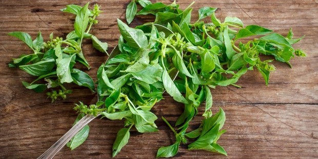 Kemangi/sehatq.com Bahan Alami Penangkal Nyamuk adalah Kemangi/sehatq.com