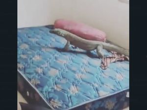 Heboh Ada Komodo di Atas Kasur Ranger Pulau Rinca Heboh Ada Komodo di Atas Kasur Ranger Pulau Rinca