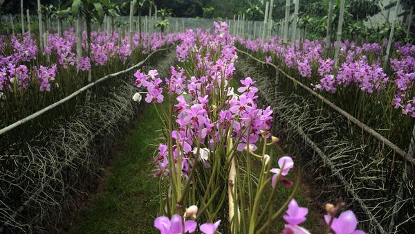 Kuncup Mekar Bisnis Anggrek di Tengah Pandemi