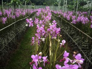 Kuncup Mekar Bisnis Anggrek di Tengah Pandemi