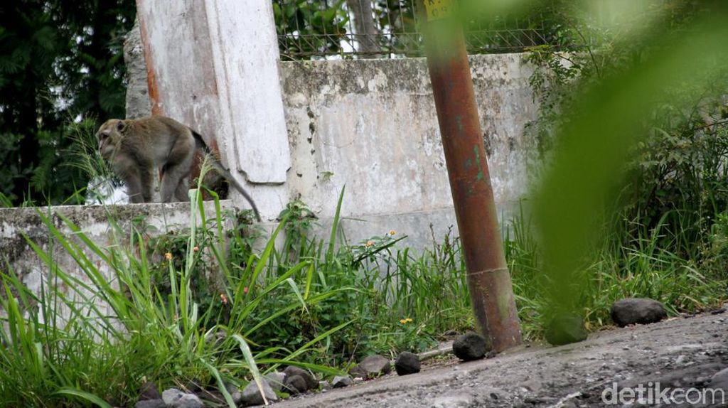 Merapi Siaga, Monyet di Klaten Turun Gunung