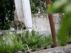 Monyet Turun ke Permukiman Lereng Merapi, Pertanda Apa? Monyet Turun ke Permukiman Lereng Merapi, Pertanda Apa?