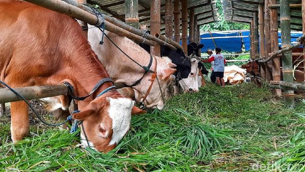 Penampakan Lokasi Pengungsian Hewan Ternak di Lereng Merapi