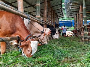Seribuan Sapi di Jatim Kena Penyakit Kuku dan Mulut, Bisa Menular ke Manusia? Seribuan Sapi di Jatim Kena Penyakit Kuku dan Mulut, Bisa Menular ke Manusia?