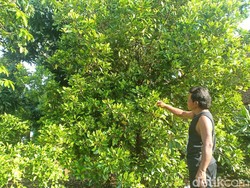 Derita Petani Nganjuk Saat Harga Cengkih Terjun Bebas