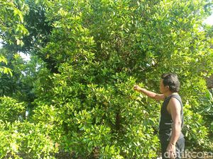 Derita Petani Nganjuk Saat Harga Cengkih Terjun Bebas Derita Petani Nganjuk Saat Harga Cengkih Terjun Bebas