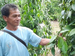 Pak Mentan, Petani Lada di Perbatasan Baper dengan Malaysia Gegara Ini