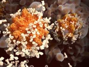 Studi Sebut Antibodi Virus Corona Bisa Bertahan Setidaknya 6 Bulan